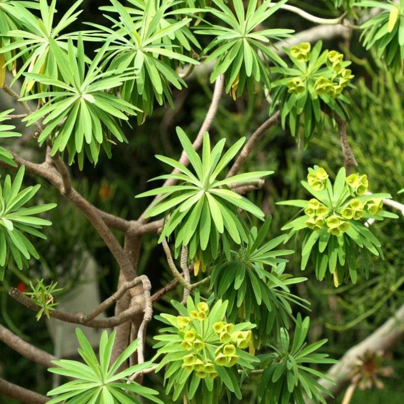 Tree Spurge Euphorbia lambii